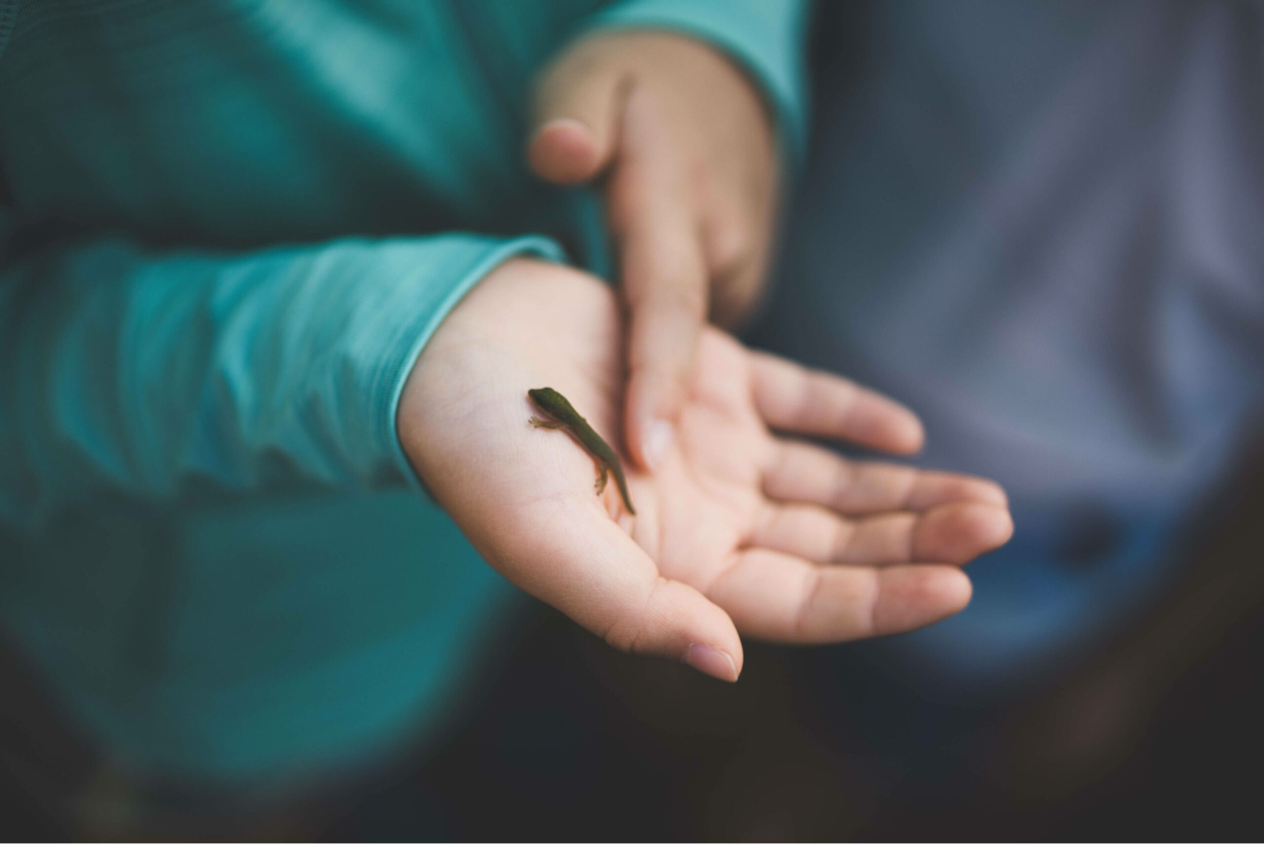 clint-mckoy-NJ7_qmkl5Js-unsplash Small lizard in the palm of a child's hand